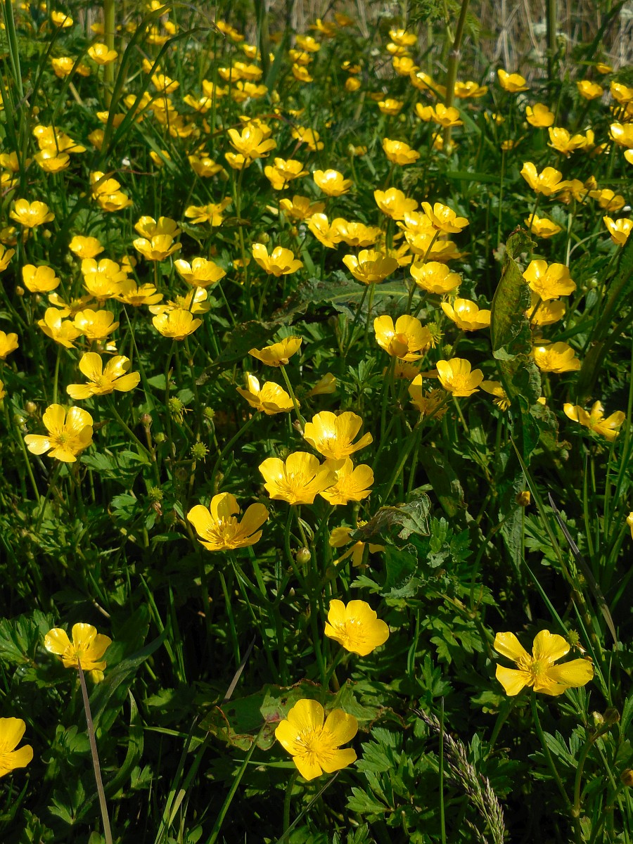 Ranunculus Repens Creeping Buttercup ranunculus-repens-creeping-buttercup